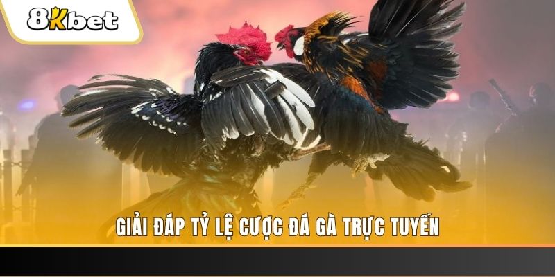sun20 trực tiếp đá gà thomo